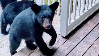 Bear Ruby and Crew — Snack Deficient