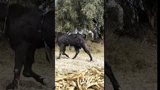 Beautiful goat breeder | Black goat breeder  #goatfarm  #shorts