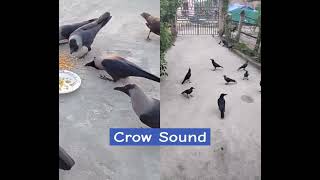 Crow sounds and picture l crow bird song l Amazing Crow Sound l clever crow l crow fight l #shorts