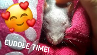 Pet Rat Cuddle Time!