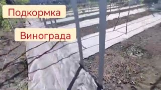 Подкормка винограда