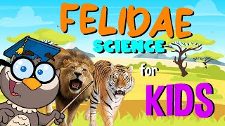 Felidae | Science for Kids