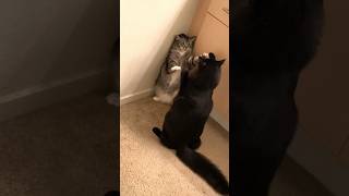 Playfully cats 🐈‍⬛🐈 Dora and Zhora #catvideos #cats #kitty #catlovers #catshorts #catlover