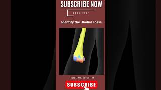 identify the radial fossa 3d  #radialfossa  #medicalquiz #anatomyquiz #neetpgpreparation #humerus