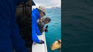 GOLIATH GROUPER!!!!!  On a SPINNING REEL COMBO! GIANT! 60pound leader