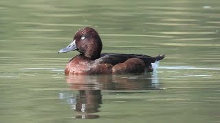 Moretta Tabaccata pastura in superficie - Ferruginous duck, pasture on the surface (Aythya nyroca)