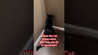 Why does my cat sit in the corner? #love #funny #viralvideo