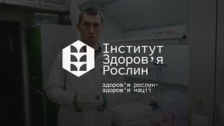 Дослідження посівного матеріалу буряка