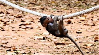 Terrifying.. Baby Jinx, Very Scare Baby Jinx Hold Tie Near Fall, Pity Poor Baby Jinx.