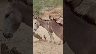 Donkey well performance #animals #donkeyvillage #funnyanimal #ytshortsvideo #wildlife #donkey