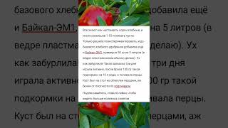 Добавляю в хлебное удобрение «секретный ингредиент» и кусты перца после ломятся от урожая!