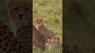 Our family is growing! #africanwildlife #cheetah #ultimatesafari