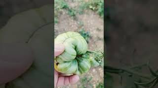 Green striped tomatoes