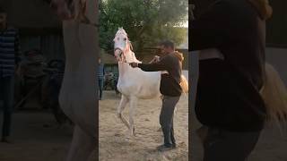 Stallion horse Marawadi || Marwadi Horse  #indianhorsel #horselover #shortsvideo #youtubeshorts