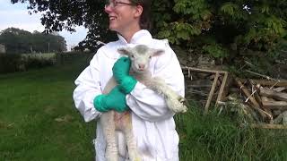 September Lambs