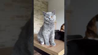 Zoya Słodkie Kotki, niebieska szylkretka #britishshorthair #cat #kotbrytyjski #kitten