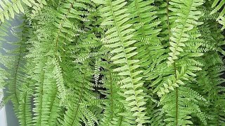 FERN PLANT GROWING METHOD & CARE