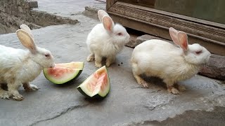 🐇 Rabbit Eating white 🍉watermelon🍉 🐇