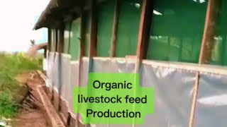 How to produce organic livestock feed with black soldier fly