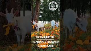 Чем отличается осень в лесу, в деревне и в городе?