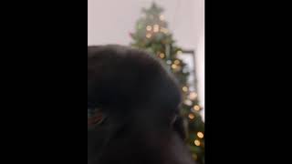 Dog slobber Christmas