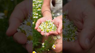 Chamomile Farming in Georgia #organicfarming #georgia #chamomile