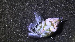 Sand Crab Mating