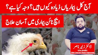 Treatment of Avian Influenza disease in poultry | Dr Zunair Nasir