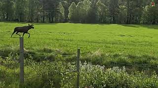 A big and young Moose at Norwegian countryside