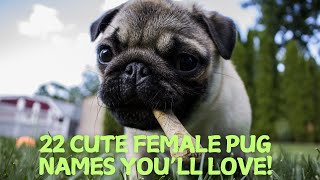 22 Cute Female Pug Names You’ll Love! 🐶💕