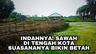 indahnya! sawah di tengah kota, suasananya bikin betah #sawah #donnavlog #desa #ndeso #kampung