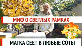 Мифы о светлых рамках.  Матка сеет в любые соты!