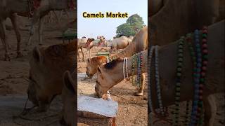 Decorated Camels #ytshorts #camelmarket #shorts