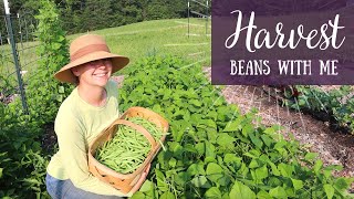 Bushels of green beans | Harvest with me