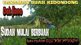 SUNGGUH LUAR BIASA PERKEMBANGAN PERTANIAN DEK JIONO TANAMAN BUAH-BUAHAN SUDAH BERBUAH