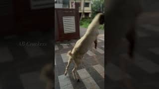 Angry Goat-2 #viral #trending #viralshort #viralonyoutube #shorts #trendingshorts #trending #funny