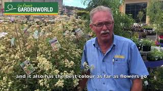 Lee Rowan's Plant of the Week NSW Christmas Bush