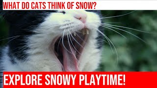 Watching Cats Play in the Snow: A Winter Wonderland!