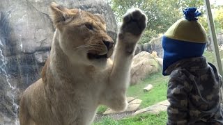 Lion attempts to attack and eat small children for lunch