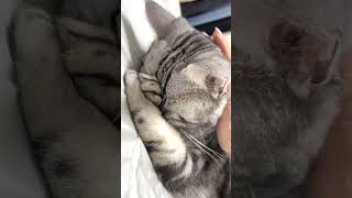 Пусть будут в доме #котики #cat #котвидео #кошкивидео #нейросеть