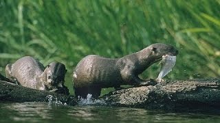 Documentary filmmaking - Journey Into Amazonia Water Worlds HD