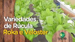 Variedades de Rúcula - Roka e Veloster