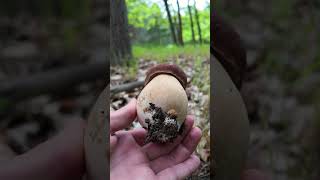 Mushroom Hunting #shorts | Boletus reticulatus duo | Funghi Porcini | Huby, Grzyby, Houby, Hriby