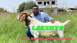 Lakshya Full Blood African Boer Male at Dipak Dhembre | Phaltan Maharashtra