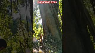 Danger tree, tree cutting, chainsaw man, best cutting #risk #best #shorts #how #howto #dangerous