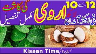 اروی کی کاشت  کی مکمل تفصیل Arvi ki kasht in pakistan Arbi ki kasht in pakistan Kisan time کسان ٹائم