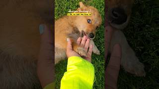 Meet Button #doglover #youtubeshorts #viral #shortsviral #dogshorts #funnyreels