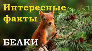 Интересные факты о БЕЛКАХ, которые мало кто знает!