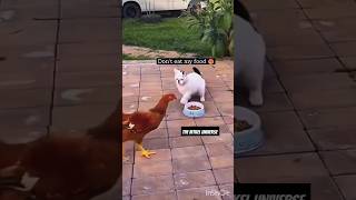 Cock stealing cat food ( মুরগি ও বিড়ালের তুমুল ঝগড়া ) #shorts #funny