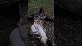 Falcon Hunting Birds #birds #wildlife #falcon #eagles #hawk #animals #hunting #shorts #attack